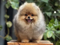 Mersin pomeranian boo yavru