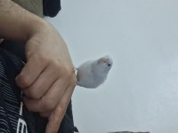 Tatlımı tatlı bal küpü forpus