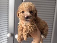 SEVİMLİ MALTİPOO YAVRULARIMIZ