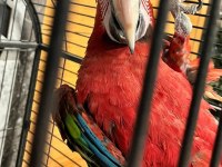 Red Green Macaw Papağanı