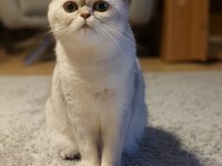 British shorthair prenses