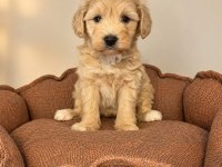 BABYFACE MALTİPOO YAVRULARIMIZ