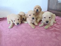 Golden Retriever Yavrular