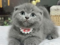 Top kafa scottish fold yavru
