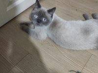 British shorthair blue point dişi 1 yaşında
