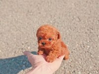 ORJİNAL SAFKAN TUVALET EĞİTİMLİ POODLE BEBEKLER