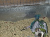Orman bakanlığı belgeli yavru evcil harlequin macaw