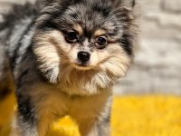 Pomeranian boo köpekleri