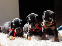 Asil Doberman yavrularım