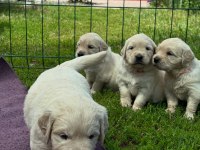 Golden Retriever Kapıda Ödeme Hizmetimiz Vardır