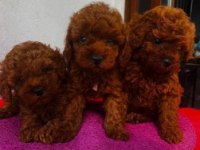 Elit Patiler Farkıyla Toy Poodle Yavrular