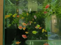 Gardenya petshop tum canlı doguran cesıtleri magazamızda