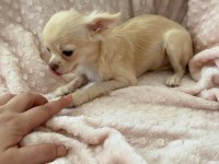 gülen surat chihuahua (şivava) kızımız