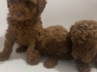İki Aylık Erkek toy Poodle yavrularım teslime hazırdır