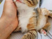 SOKAKTAN KURTULAN 2 KARDEŞ KEDİYE ACİL YUVA