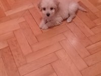 Eğitimli Teacup Maltipoo