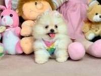 Pomeranian Boo Ayıcık Surat