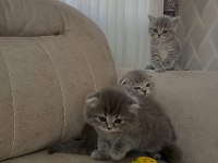 4 adet 50 günlük yavru scottish fold