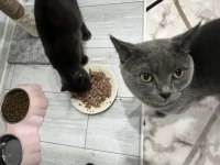 British shorthair
