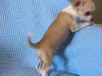 Son 3 Chihuahua Yavrum