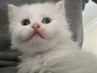 2 buçuk aylık british longhair yavru kediler