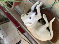 Köpeğimiz Güneş İçin Yuva Arıyoruz