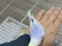 Alıştırmalık Rainbow Muhabbet Kuşu Yavrular