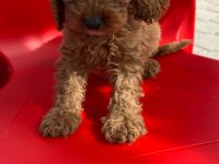 Poodle bebekleri
