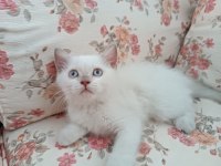 BRİTİSH BLUE POİNT PAMUK KIZIMIZ