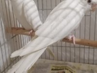 Albino sultan papağanı takımlar