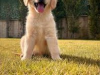 2 Aylık Yumurcak Golden Retriever Yavrular