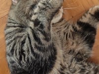 Kısır çipli scottish fold erkek kedime yeni yuva arıyoruz