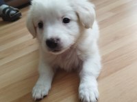 Yavru dişi köpeğimiz