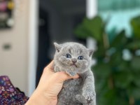 Ev ortamın da büyüyen a kalite minnoş kedilerim