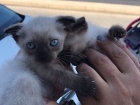 BLUE POİNT YAVRU KEDILERIMIZ son 2 erkek adet