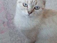 Scotisch short hair norweç kedisi 4aylık dişi yavru
