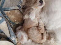 A KALİTE MALTİPOO YAVRULAR