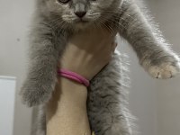 2 aylık yavru scottish fold kedilerimiz