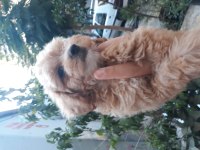 Maltipoo YAVRULARIMIZ ırk ve sağlık garantili