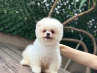 A Kalite 1. Sınıf Pomeranian Boo Teddy Bear