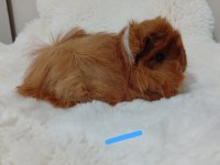Sevimli Guinea Pig Yavruları