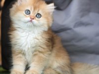 Anne Baba Şecereli Safkan Golden British Longhair Dişi