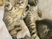 British shorthair melez kedimiz