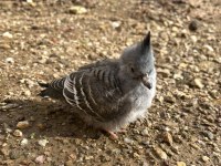 Crested pigeon (Avustralya kumrusu)