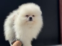 Çok özel tea cup pomeranian boo yavrularımız
