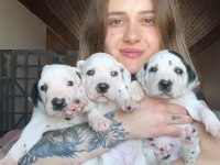 Dalmaçyalı Köpeği Yavrular