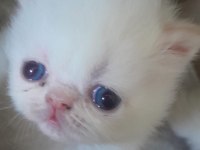 iran persian kedi yavrularımız
