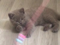 Sağlıklı british shorthair