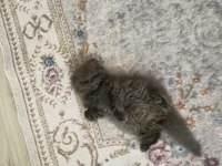 Nazlı scottish fold kızımız ömürlük yuvasını bekliyor