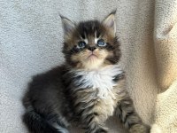 Minik Dev Maine Coon Heyrion